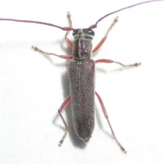 Hickory Saperda thumbnail 1