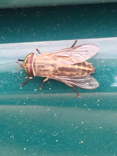 Tabanus subsimilis