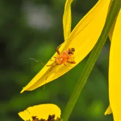 Clouded Plant Bug thumbnail 2