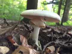 Great Felt Skirt Destroying Angel thumbnail 1