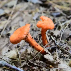 Red Chanterelle thumbnail 4