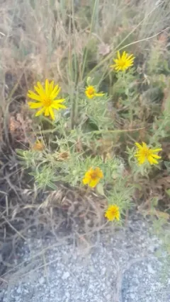 Heterotheca cinerascens thumbnail 4