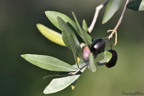 Olive
