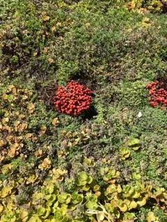 Least Stonecrop thumbnail 2