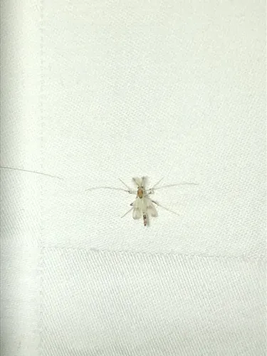Stenochironomus pulchripennis
