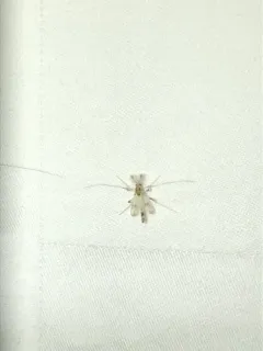 Stenochironomus pulchripennis thumbnail 1
