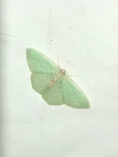 Red-fronted Emerald thumbnail 2