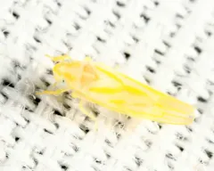 Erythridula infinita thumbnail 1