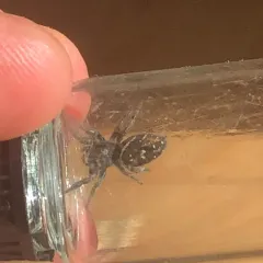 Johnson's Jumping Spider thumbnail 2