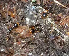 American Mite-eating Ant thumbnail 1
