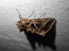 Autographa sansoni thumbnail 3