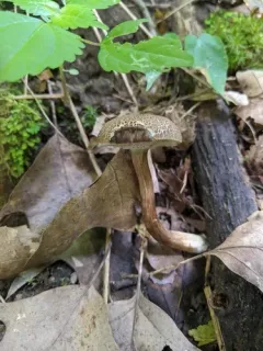 Porphyrellus sordidus thumbnail 3