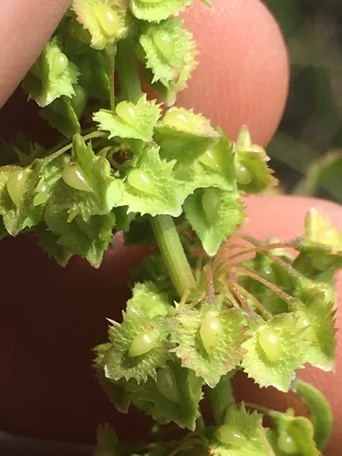 Narrowleaf Dock