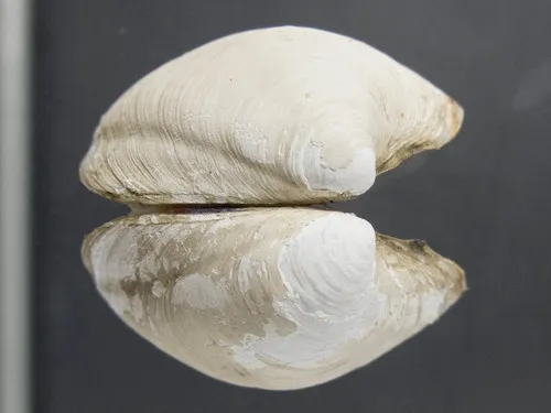 Parathyasira equalis