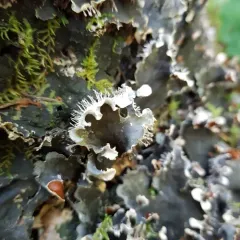 dog pelt lichen thumbnail 2