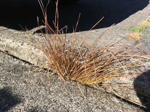 Buchanan's Sedge