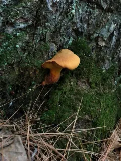 Wood Bolete thumbnail 3