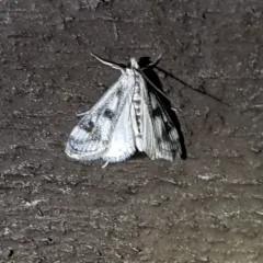 Polymorphic Pondweed Moth thumbnail 4