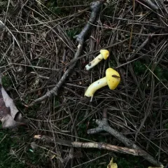 Gold Dust Waxy Cap thumbnail 1