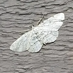 Pale-winged Gray thumbnail 4