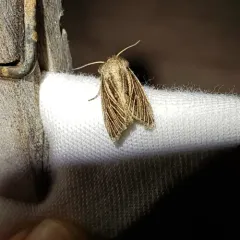 Tufted Sedge Moth thumbnail 2