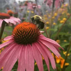 Brown-belted Bumble Bee thumbnail 3