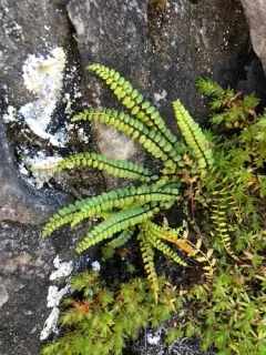 adulterated spleenwort thumbnail 3