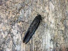 Elatobia montelliella thumbnail 4
