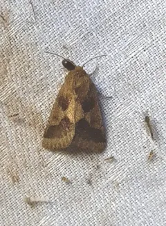 Thoreau's Flower Moth thumbnail 1