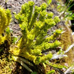Alpine firmoss thumbnail 4