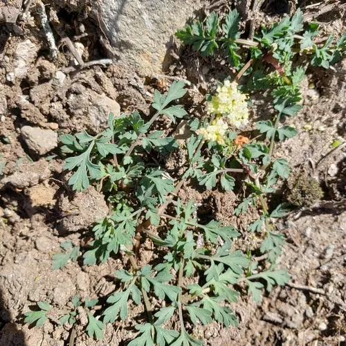 coast range lomatium