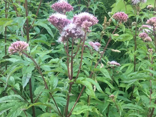 hemp agrimony