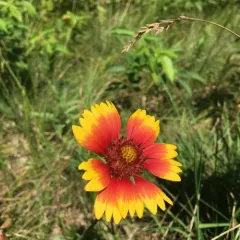 firewheel thumbnail 3