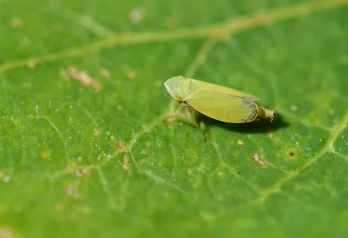 Diplocolenus evansi