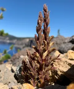 conifer broomrape thumbnail 2