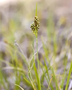 Two-color Sedge thumbnail 4