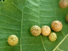 Hickory Bumpy Woody Gall Midge thumbnail 3