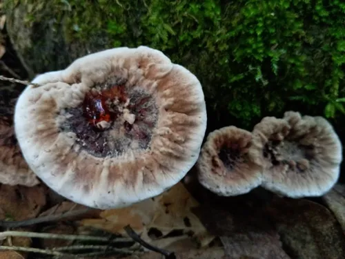Mealy Tooth