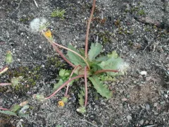 Taraxacum hyparcticum thumbnail 3