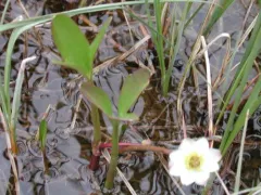 Pallas' Buttercup thumbnail 3