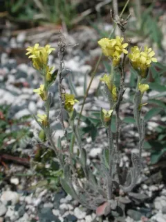 Golden Draba thumbnail 3