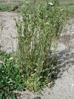 Rock Whitlow-grass thumbnail 4