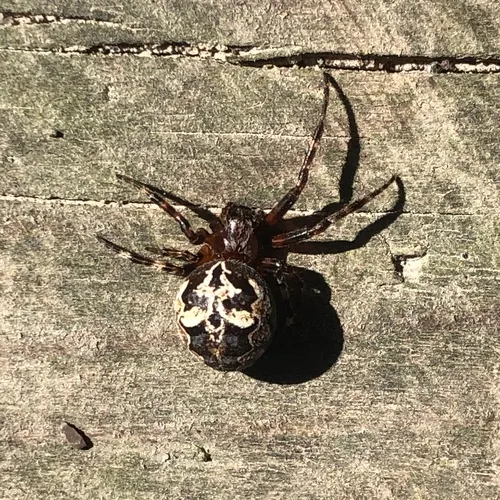 Ornamental Orbweaver