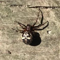 Ornamental Orbweaver thumbnail 1