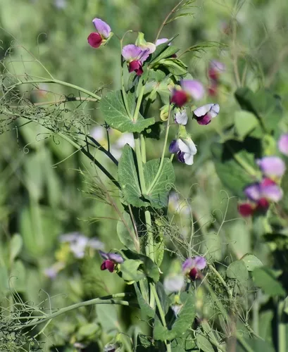 Common Pea
