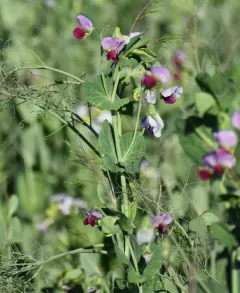 Common Pea thumbnail 1