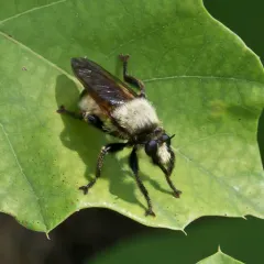 Laphria champlainii thumbnail 1