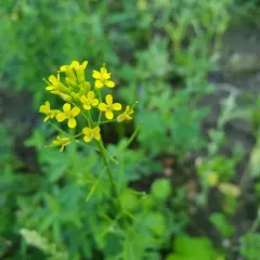 wormseed wallflower thumbnail 4