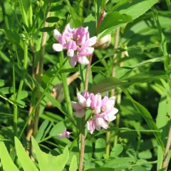 purple crownvetch thumbnail 2