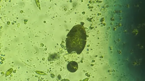 Akashiwo sanguinea
